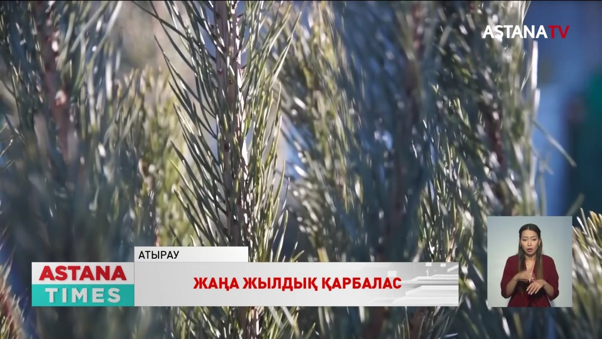 Шыршаның саудасы қызып тұр