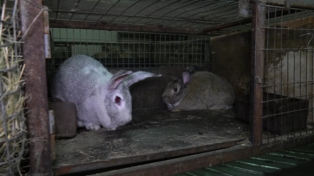 Бір қоянның бағасы – 10 мың теңгеге дейін барады