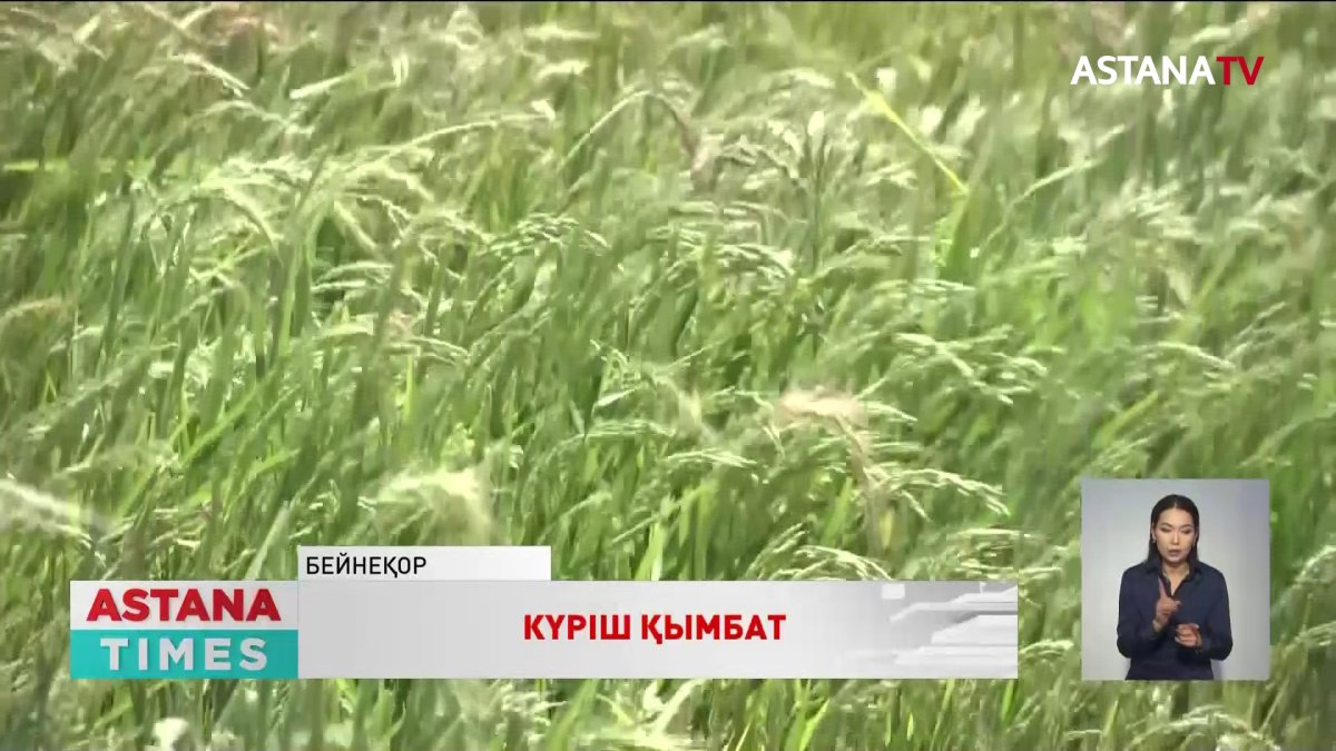 Қызылордада күріш қымбаттап кетті