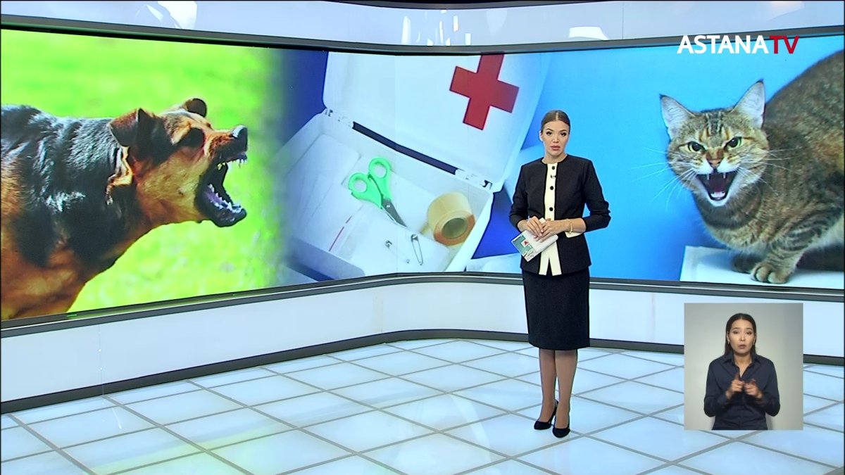 Биылдан бастап ит пен мысықтың мойнына чип орнатылады