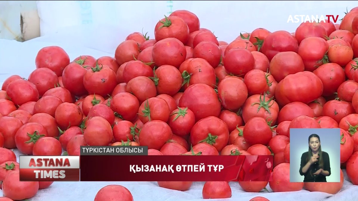 Түркістандық шаруалар жылыжайда піскен қызанақты сата алмай отыр