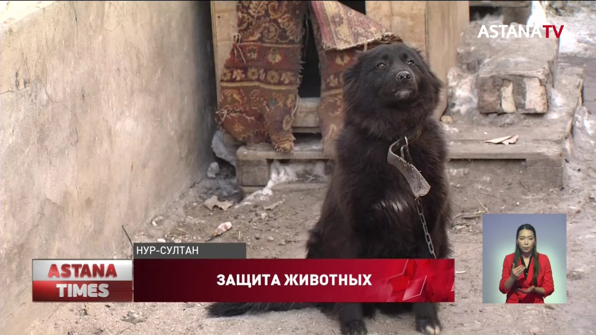 Закон о защите животных нужно довести "до ума", - столичные волонтеры