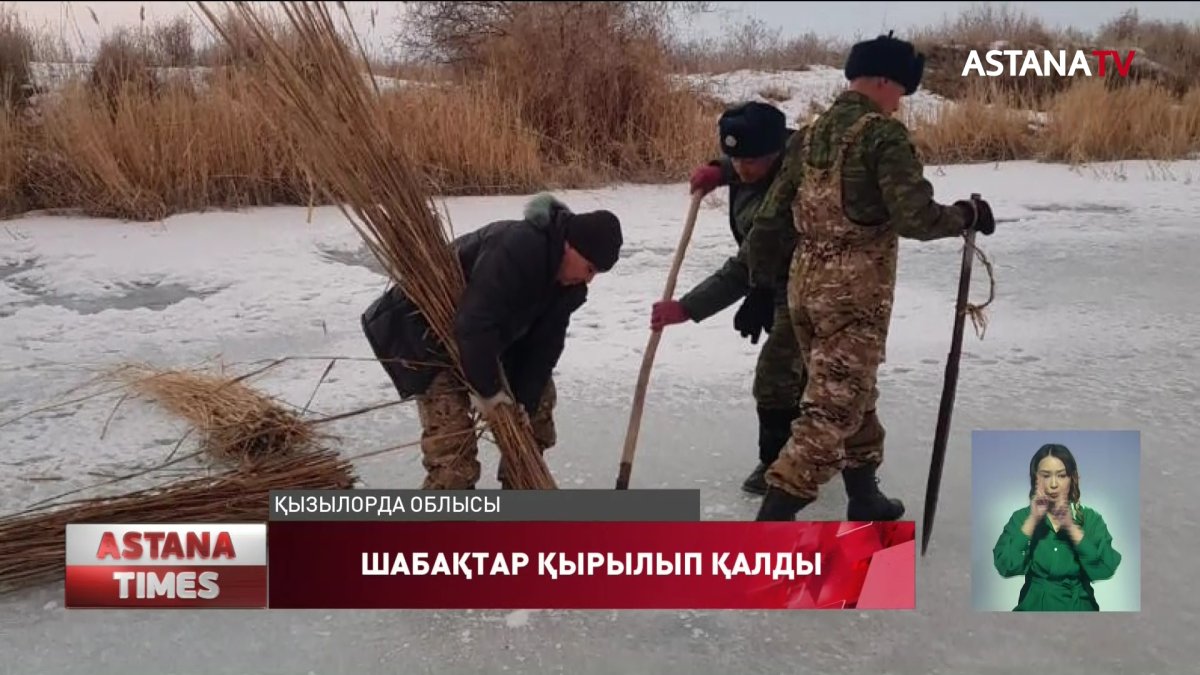 Қызылордада балық шабақтары қырылып қалды