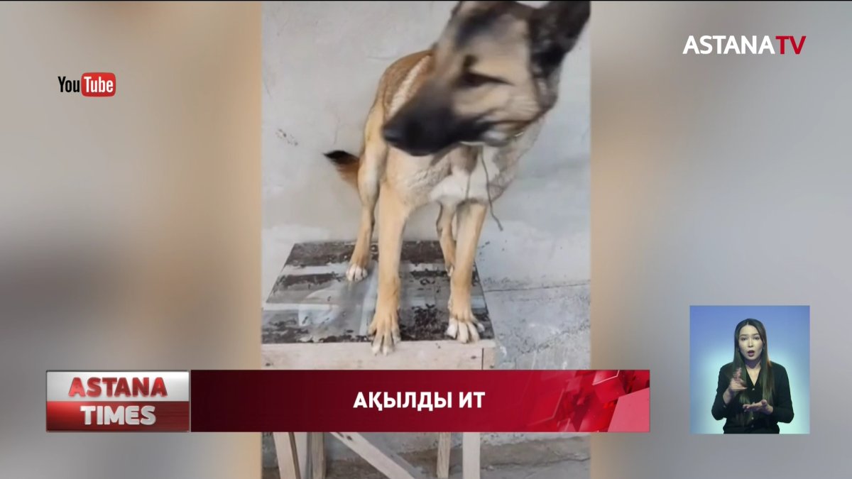 Қазақ тіліндегі бұйрықтарды бұлжытпай орындайтын иттің әрекеті көпшілікті сүйсінтті