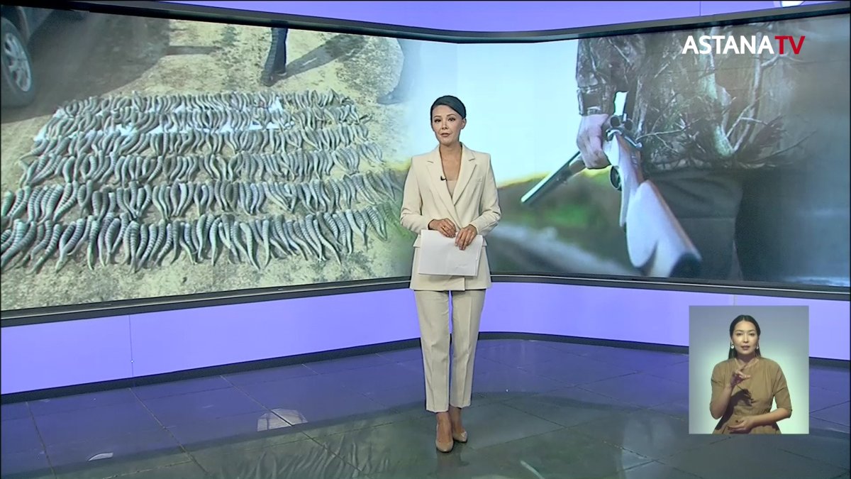 Более 400 сайгаков убили браконьеры в Карагандинской области