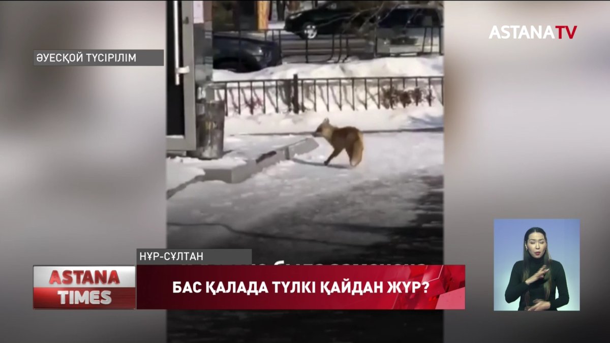 Екі елордалық әйелді түлкі тістеген