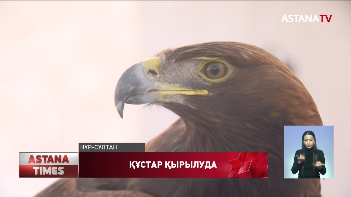 Жыл сайын 50 мыңнан астам жыртқыш құс электр тоғына түсіп өледі