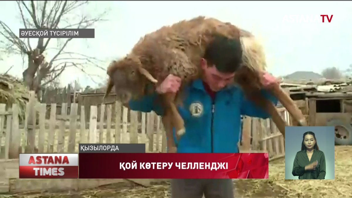 Қызылордалық жігіт қой көтеру челленджін бастады
