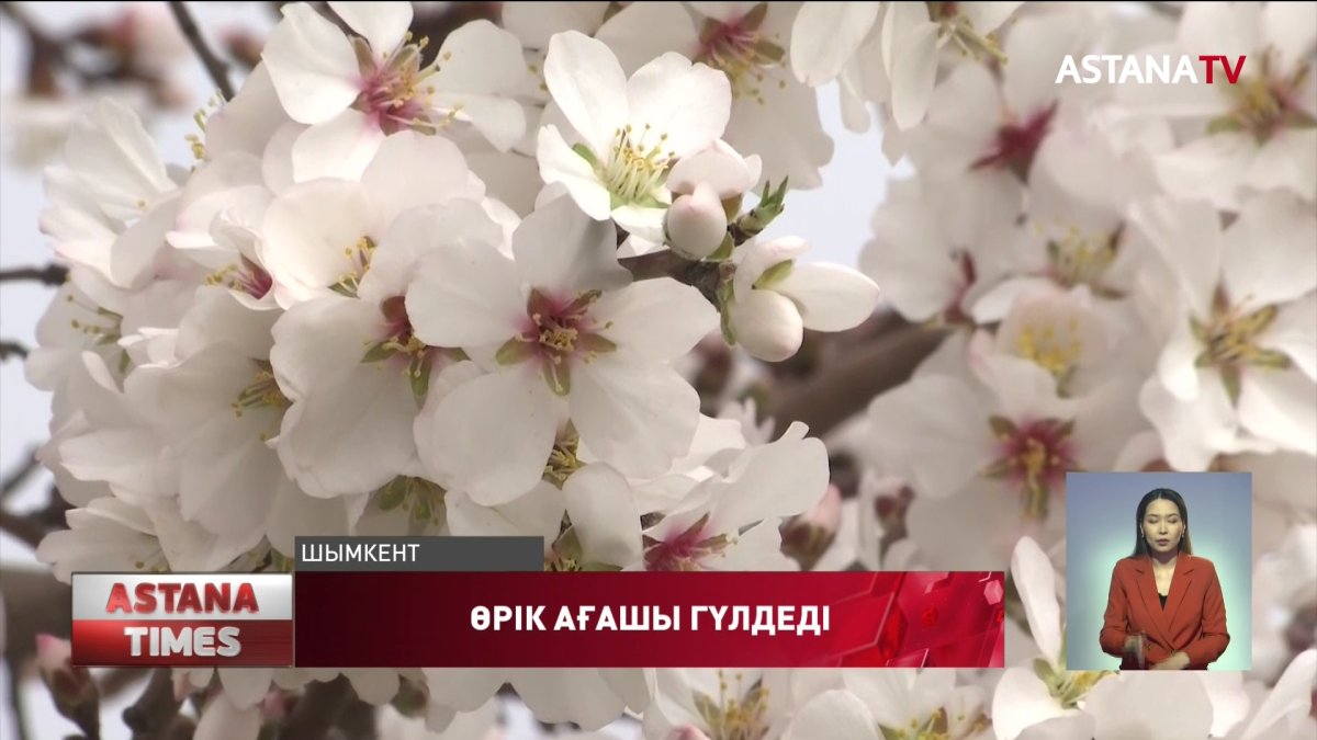 Шымкентте өрік ағашы гүлдей бастады