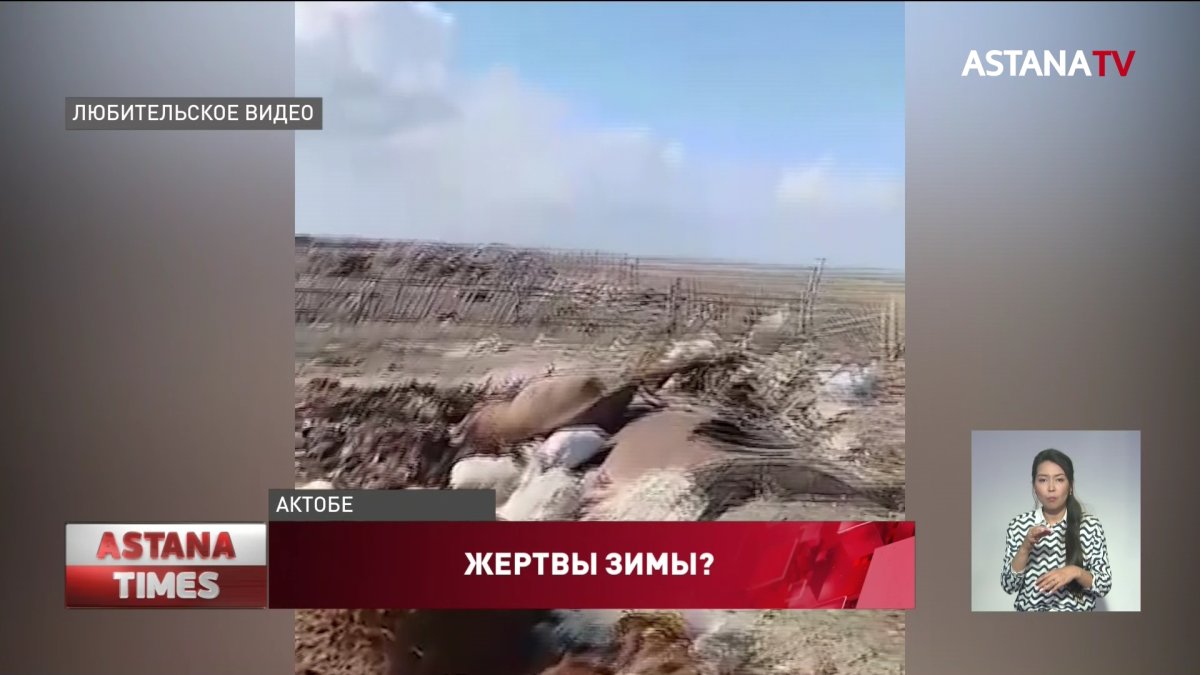 Разбросанные в степи туши домашнего скота напугали актюбинцев