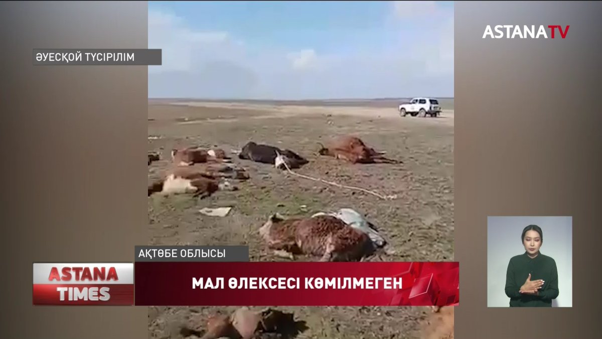 Ақтөбе облысында мал өлексесі далада шашылып жатыр