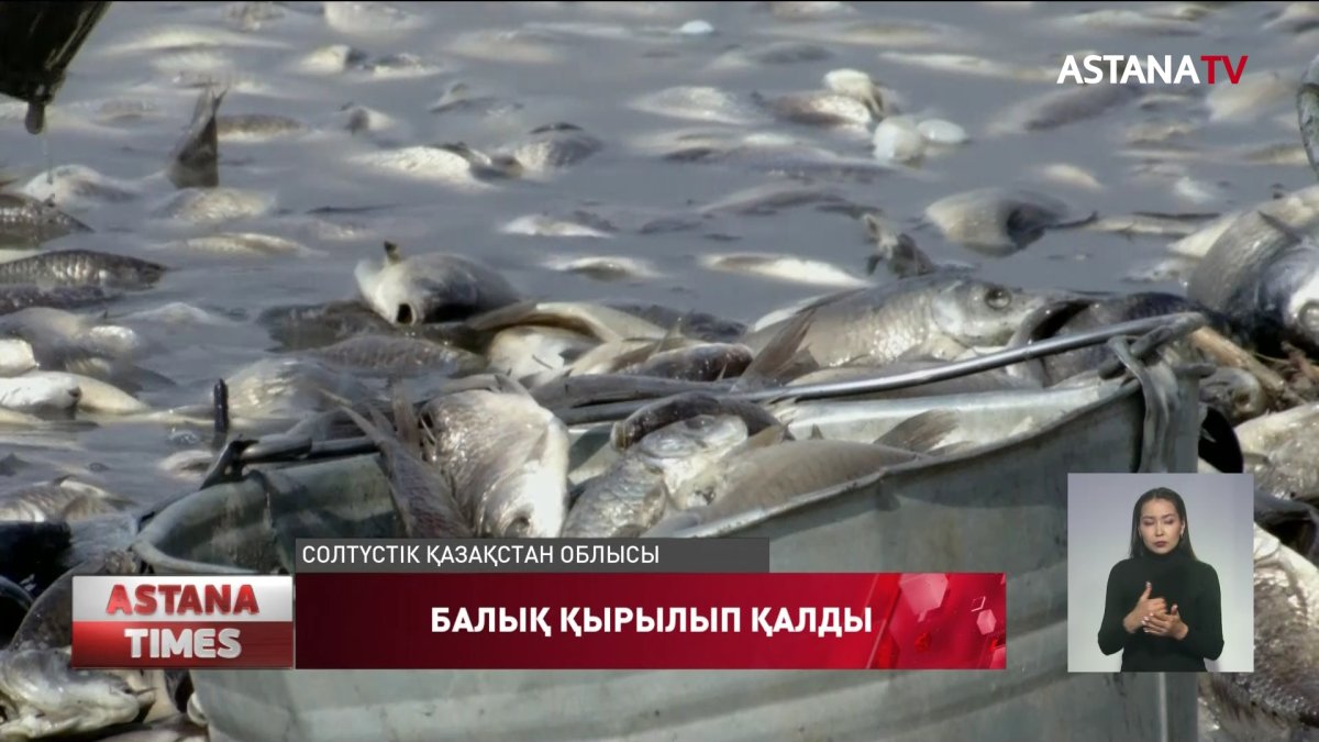 Көлдегі балықтар жаппай қырылып қалды