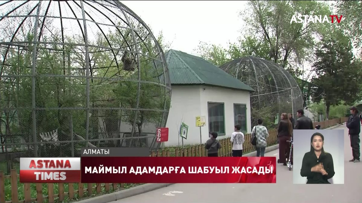 Алматыдағы хайуанаттар бағында шимпанзе босап кетіп, адамдарға шабуыл жасады