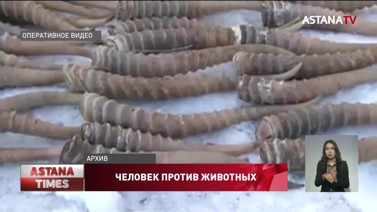 844 рога сайгаков обнаружили в машине у браконьера