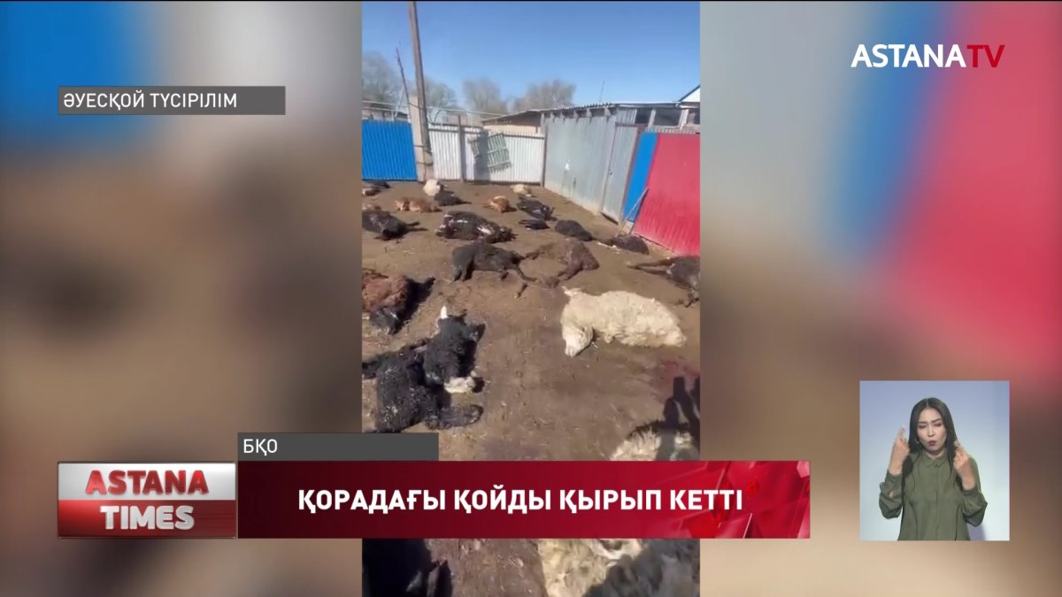 Бұралқы иттердің кесірінен 60 қойынан айырылған батысқазақстандық шаруа кімнен көмек сұрарын білмей отыр