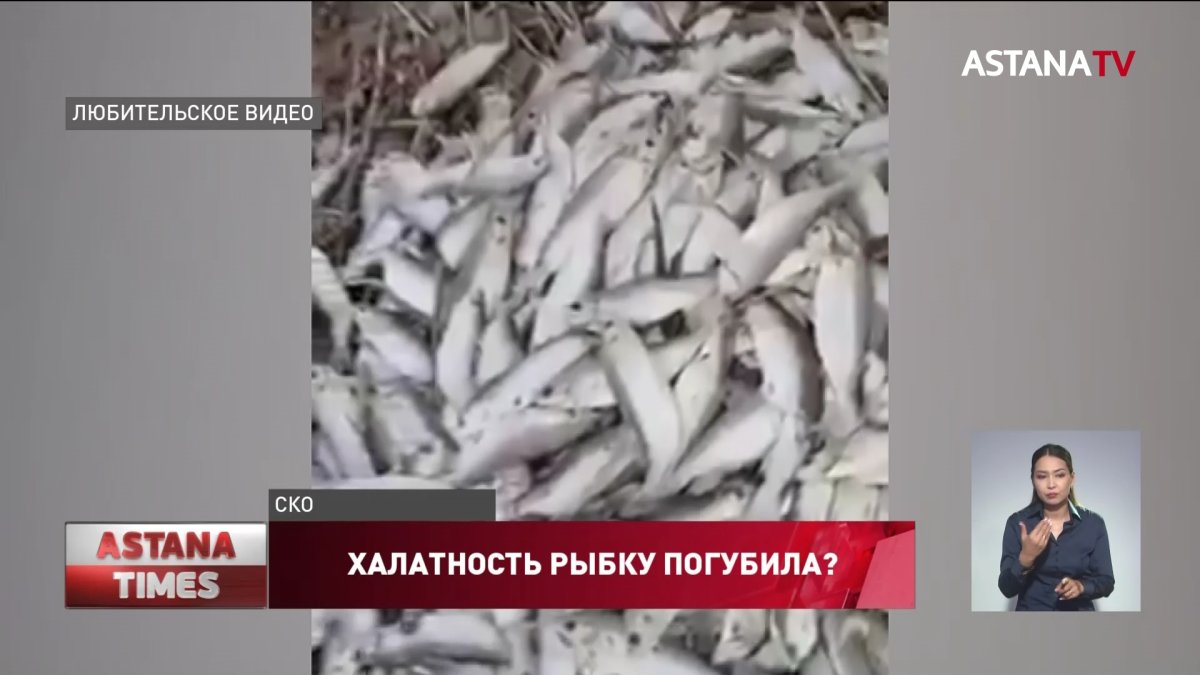 Седьмой случай массовой гибели рыбы произошел в Северном Казахстане