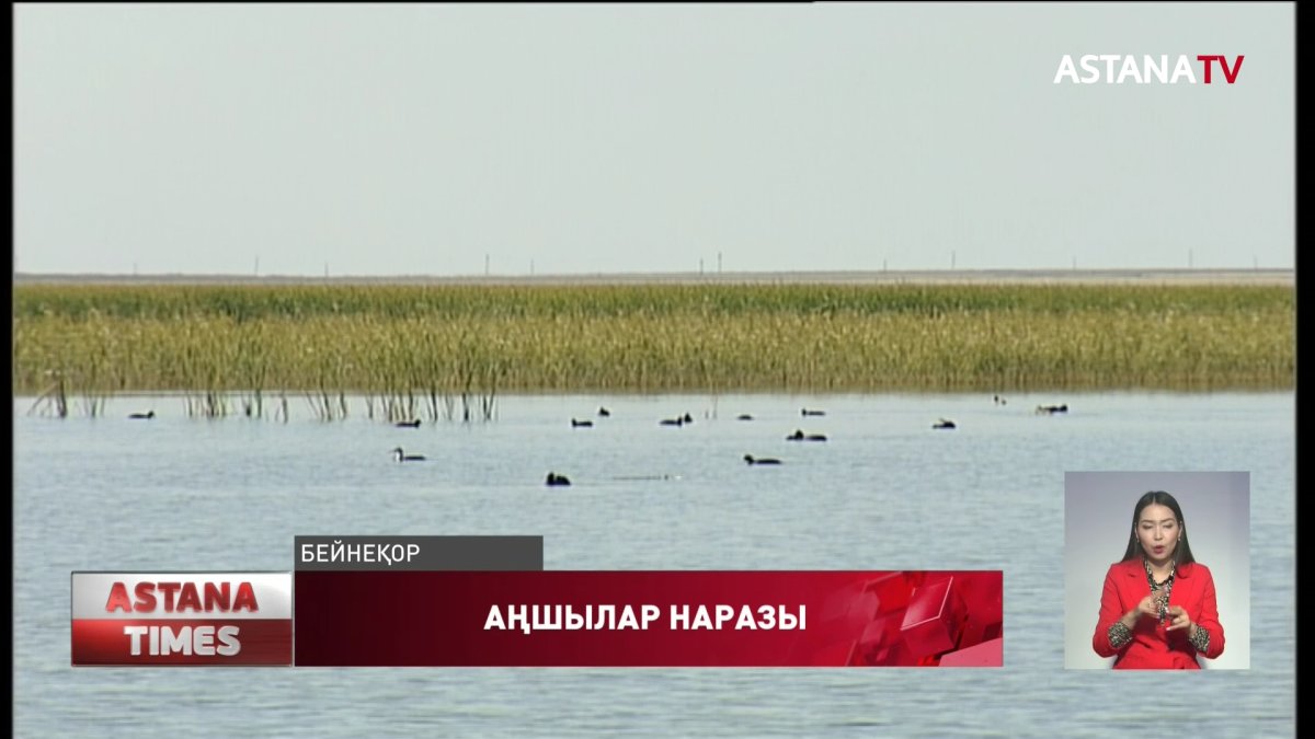 Ақтөбелік аңшылар құс ату лимитінің қысқарғанына наразы