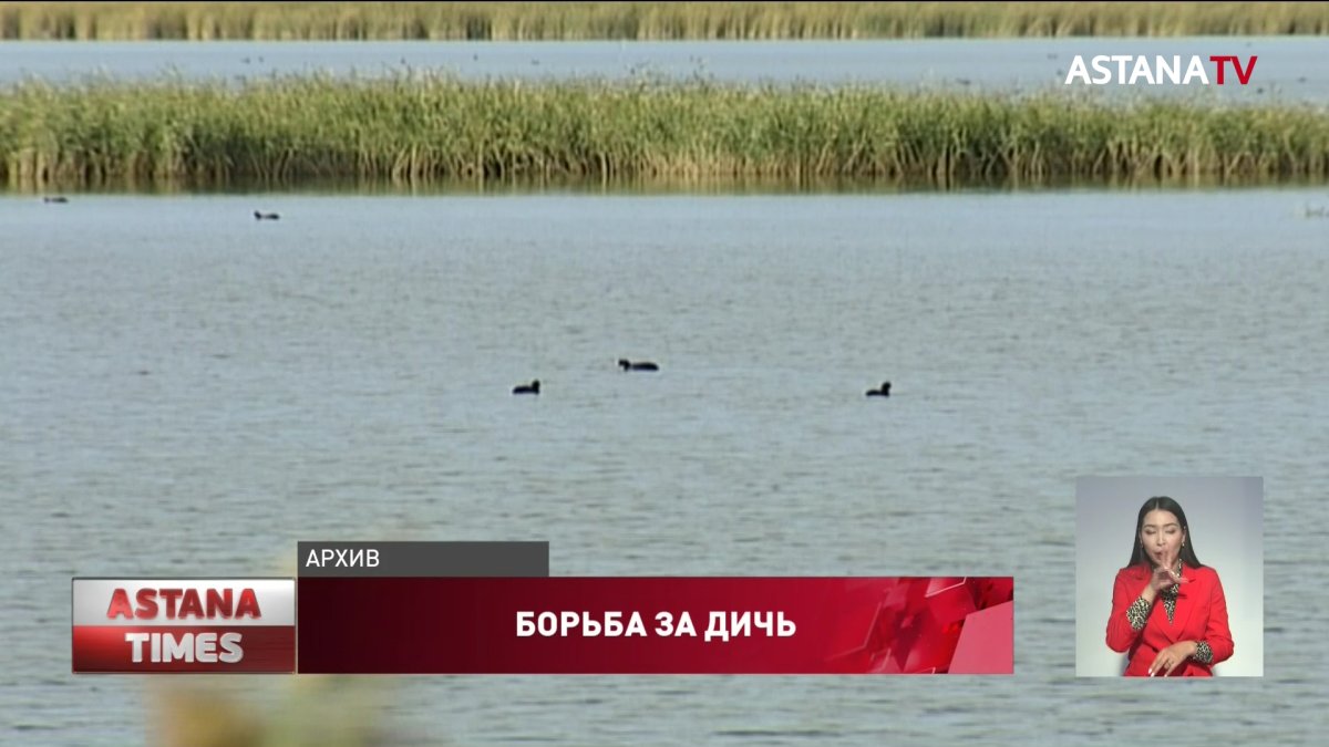 Одна утка на 20 охотников: актюбинцы возмущены лимитами на отстрел дичи