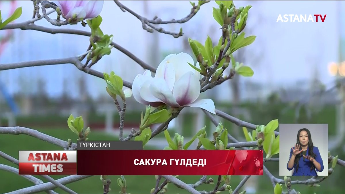 Түркістанда сакура ағашы ағашы гүлдеді