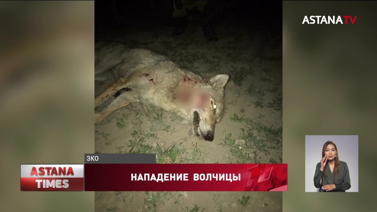 Нападение волчицы на сельчан ЗКО: пострадавшая до сих пор в больнице