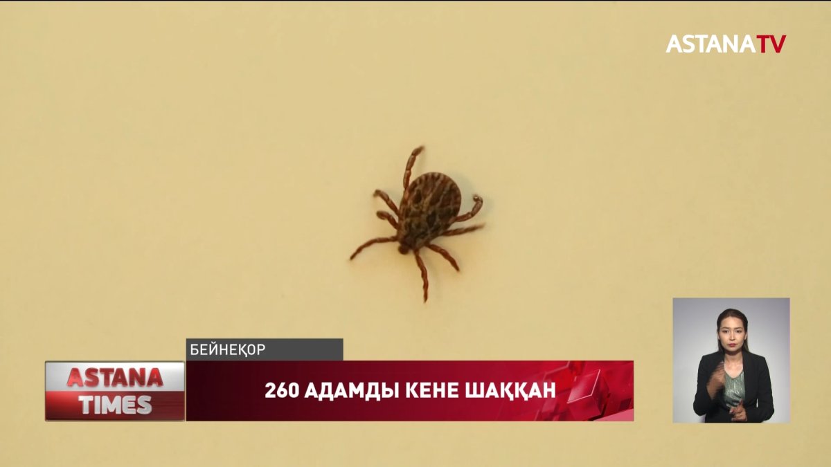 СҚО-да 260 адамды кене шаққан