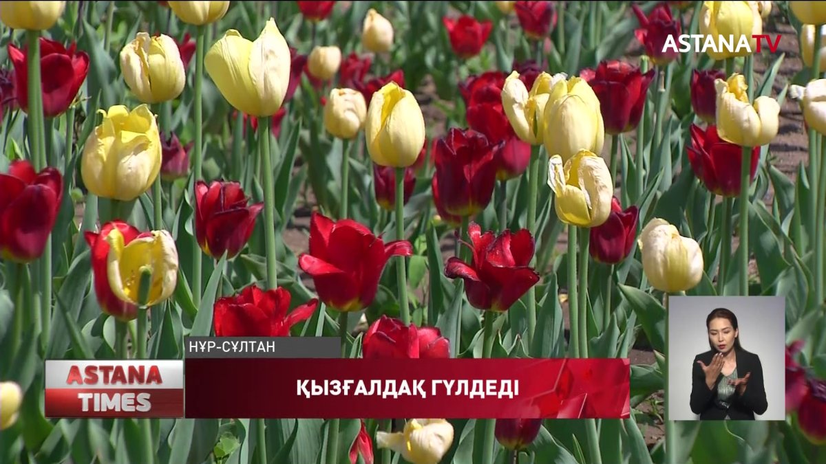Елордада қызғалдақ гүлдеді