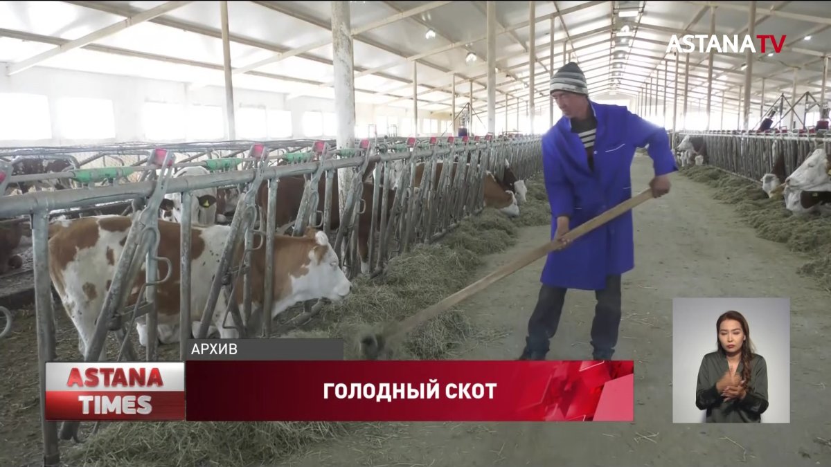 Дефицит кормов в Казахстане: скот не доедает половины нормы