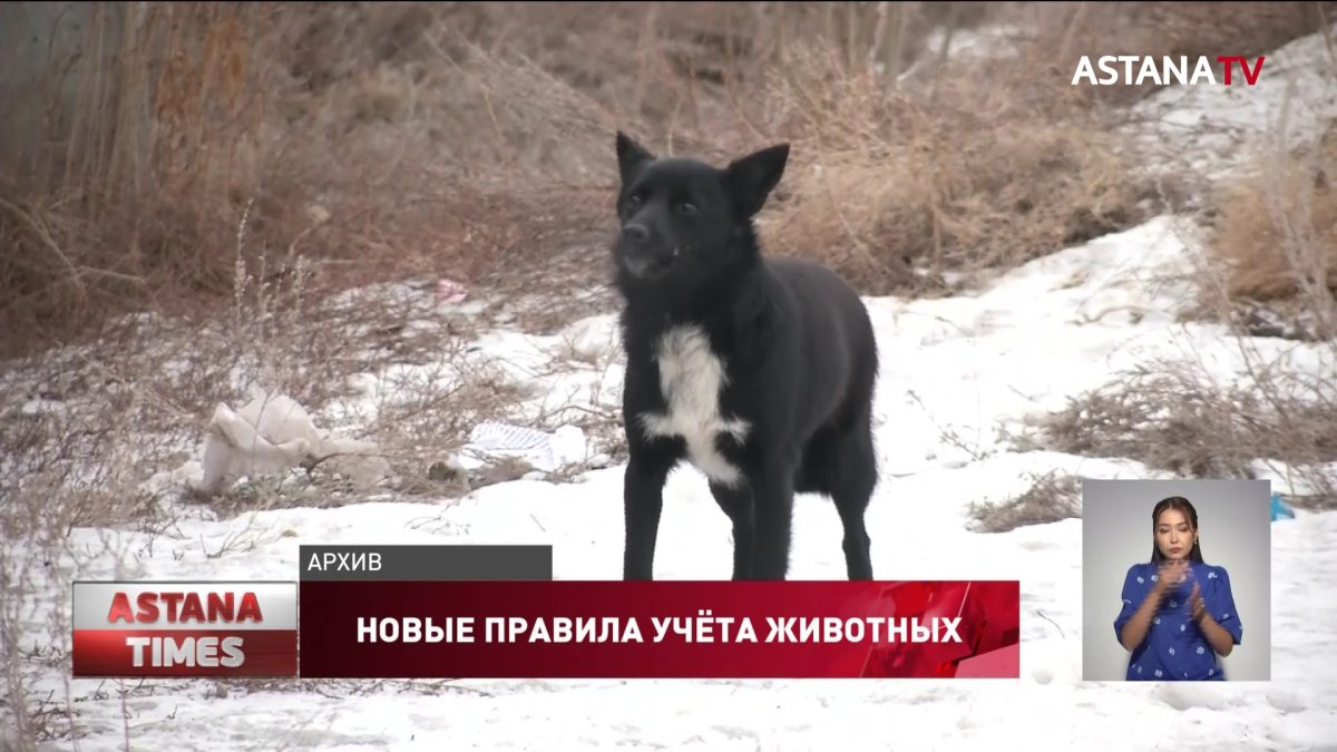 «Программу нужно дорабатывать»: эксперты высказались о новых правилах учёта животных