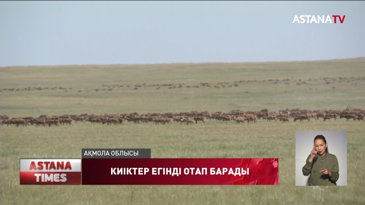 Ақмола облысында киіктер егінге түсіп, шаруалар зиян шегуде