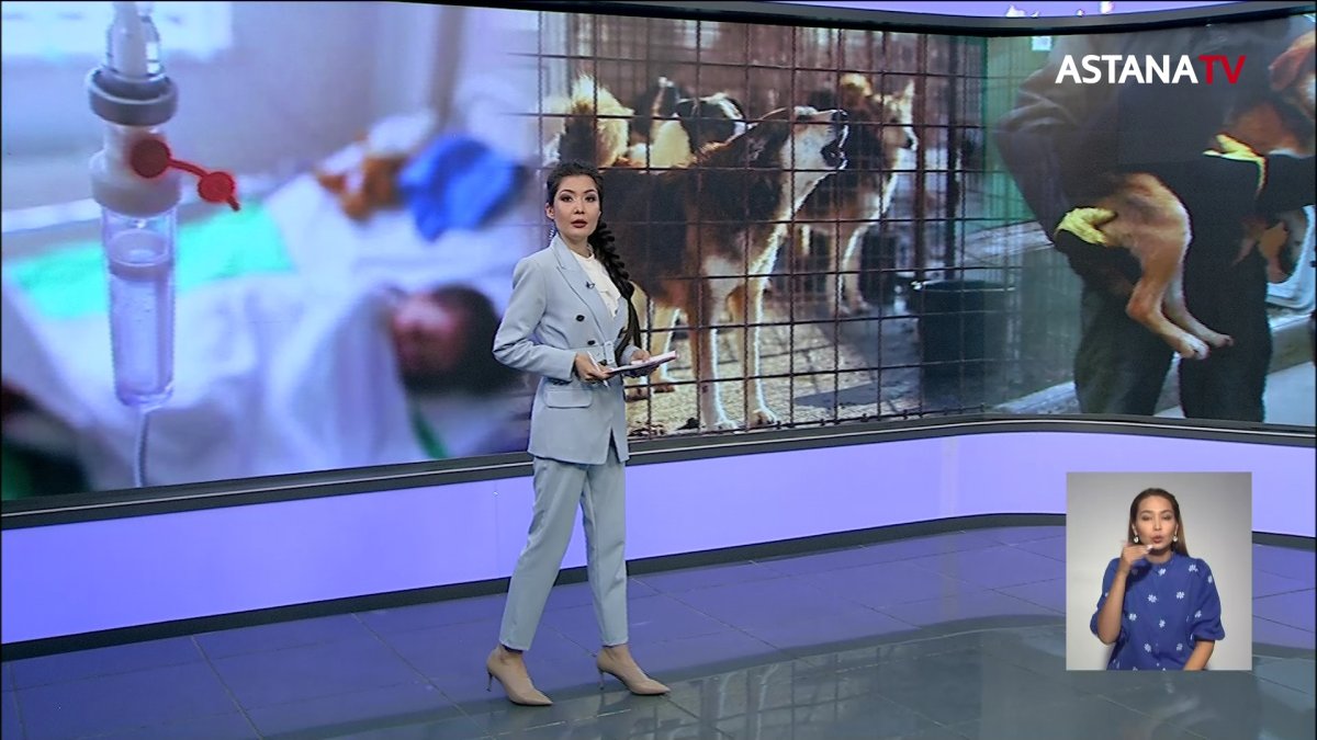 Ақтөбеліктер бұралқы ит аулауға өздері кірісіп кетті