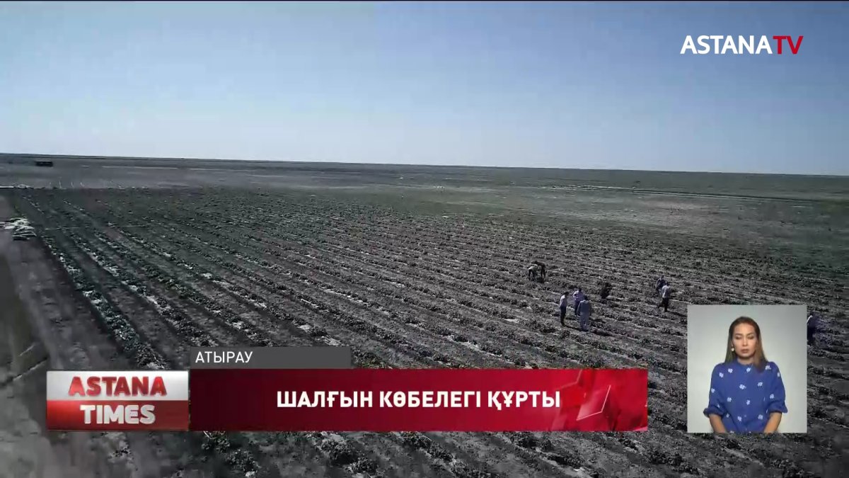 Атырауда шалғын көбелегі құртының қаупі сейілді