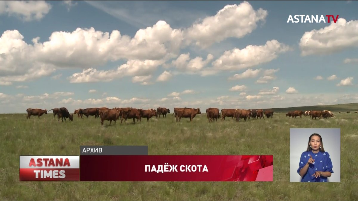 Вакцины не было: ветеринары объяснили массовый падеж скота в Карагандинской области