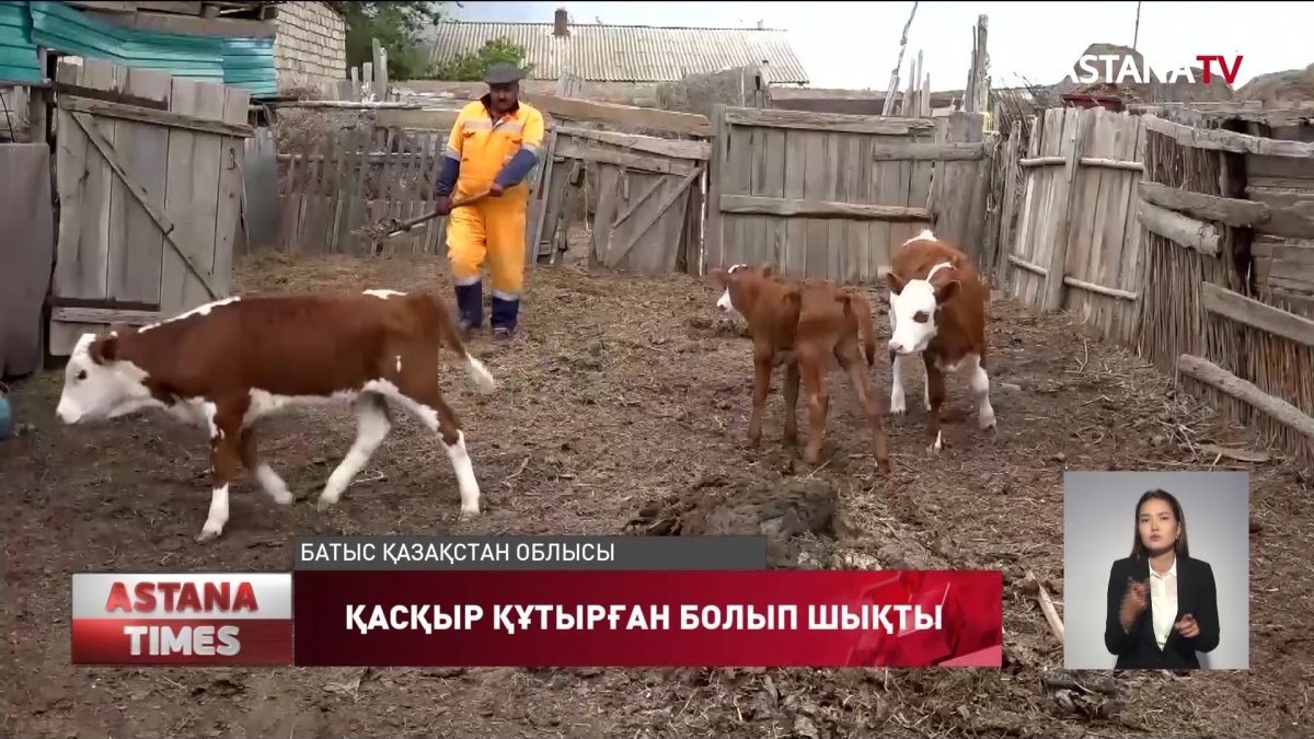 БҚО төрт адамды жарақаттаған қасқыр құтырған болып шықты