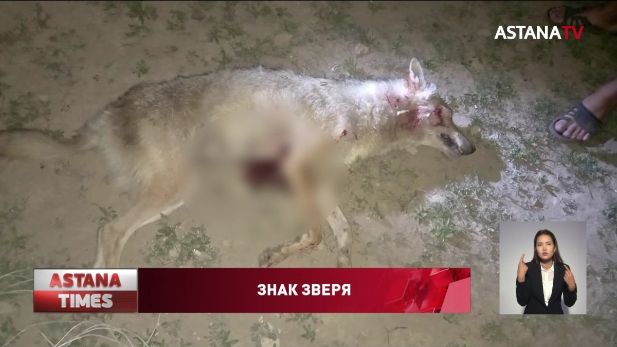 Целое село в ЗКО закрыли на карантин после нападения волчицы