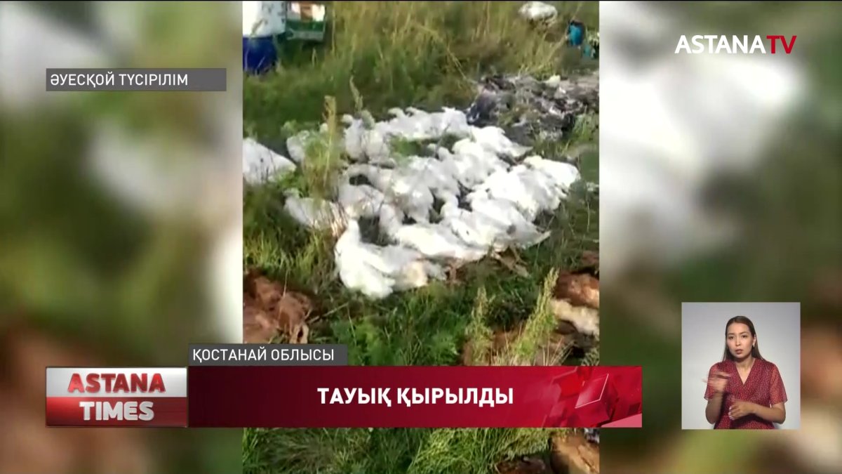 Тобыл өңірінде тауық қырылып жатыр