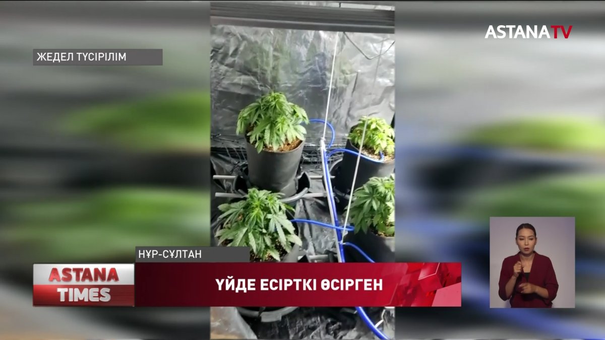 Елорда тұрғыны үйінде есірткі өсірген
