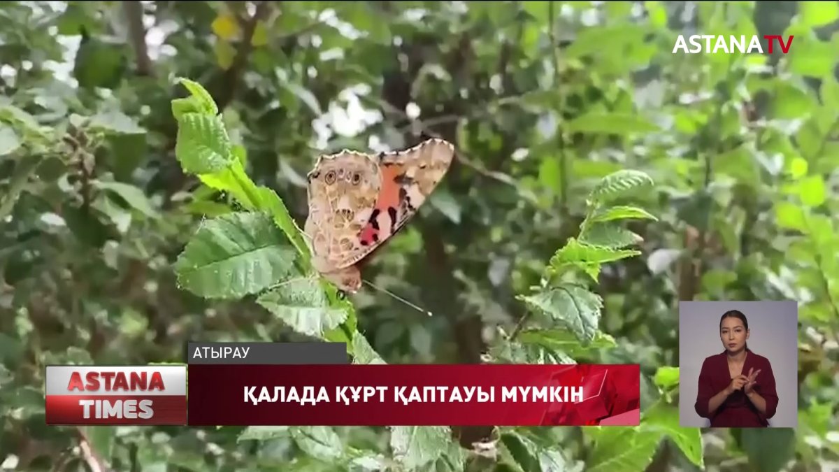Атырау қаласын көбелек құрты қаптауы мүмкін
