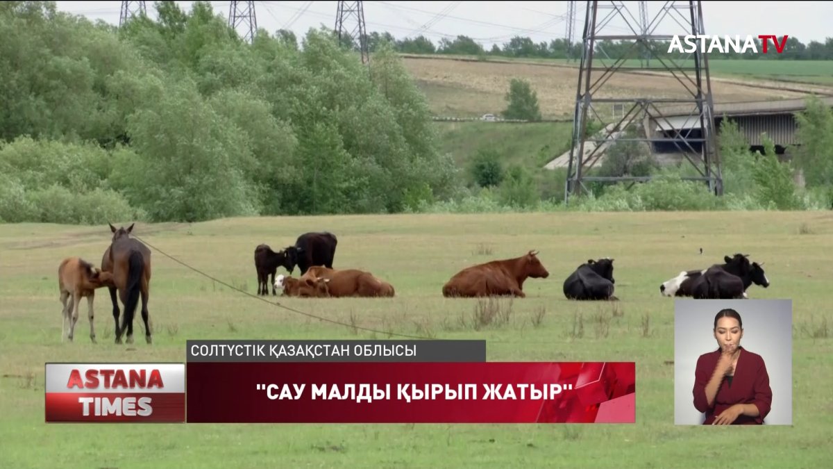 "Бруцеллезге шалдықты" деп сау малды қырып жатыр,-тұрғын