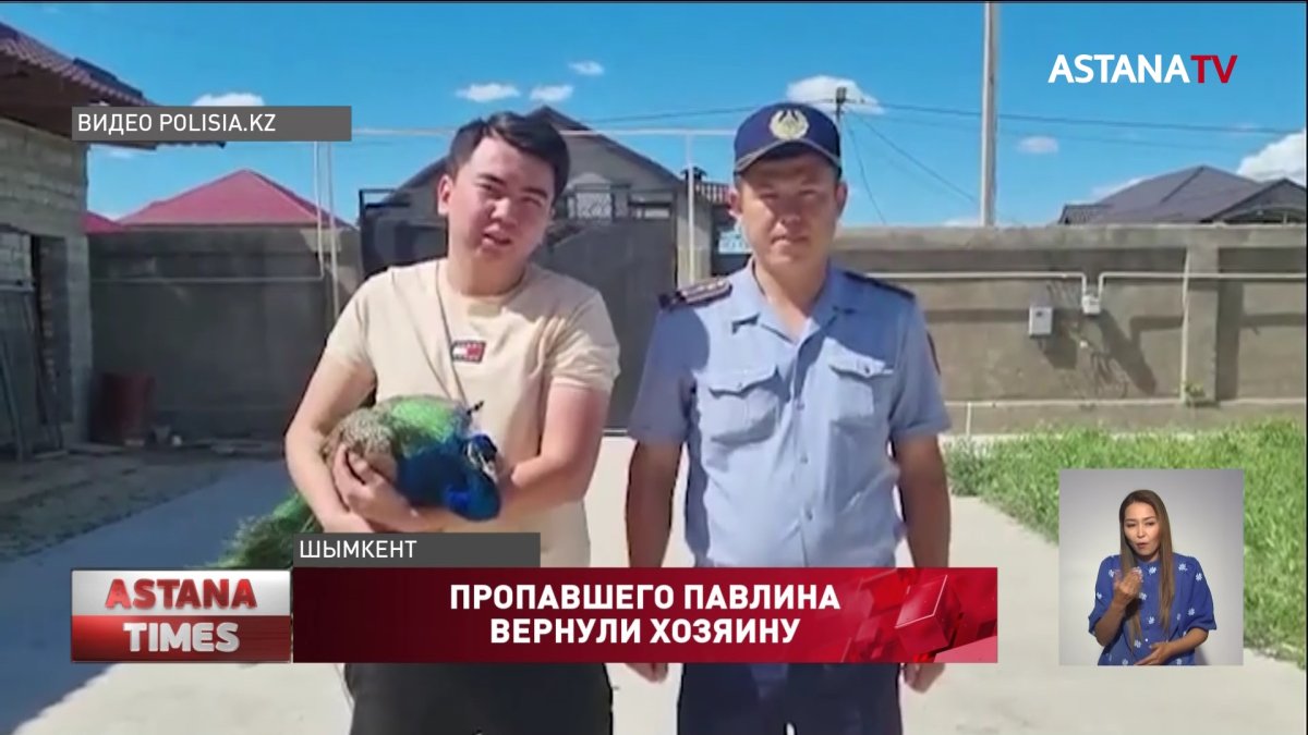 Пропавшего павлина вернули хозяину полицейские Шымкента
