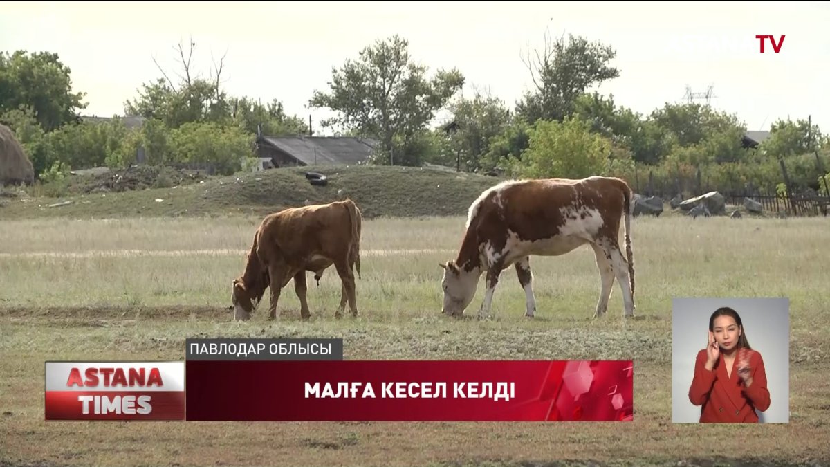 Павлодарда малға кесел келді