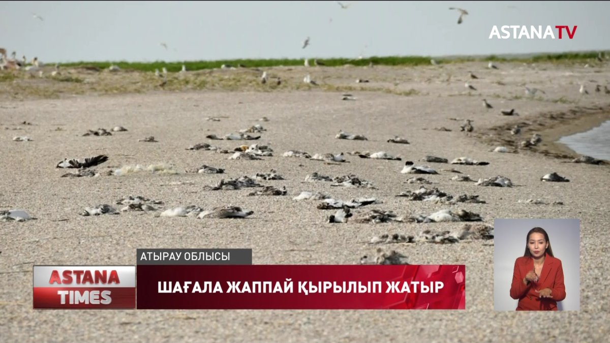 Қашаған кен орнында шағала қырылып жатыр