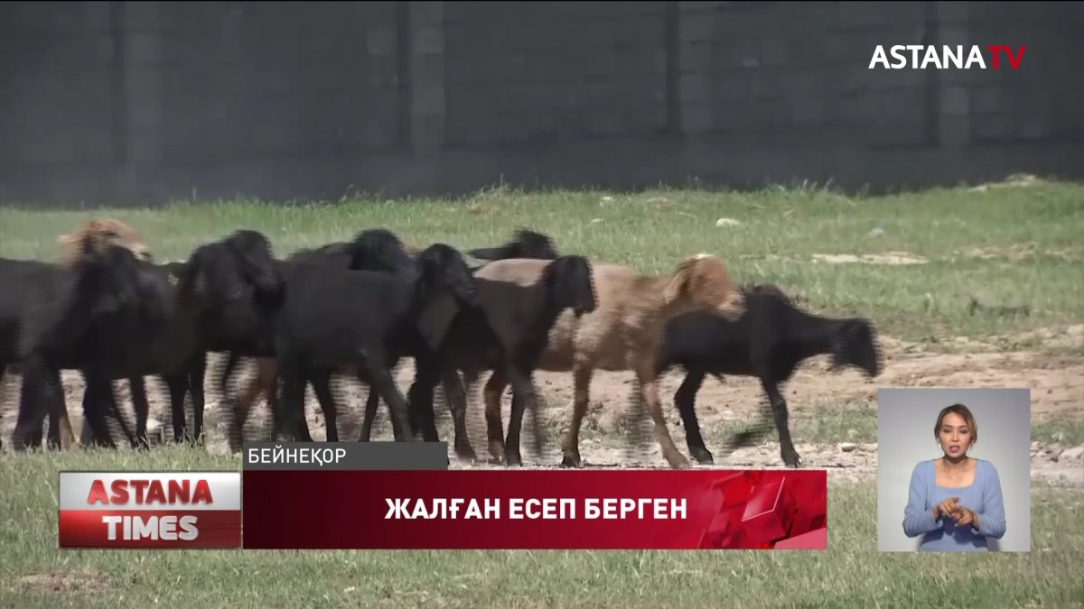 Түркістан облысында сатылып кеткен малға да "екпе егілді" деп есеп берілген