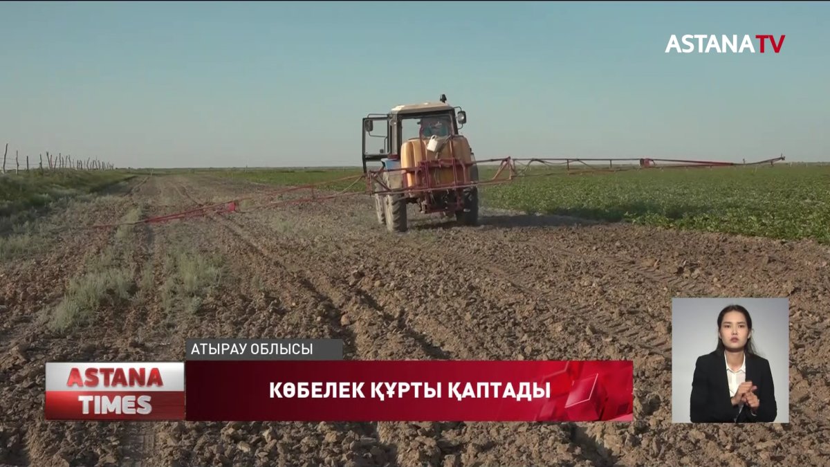 Атырау облысында шалғын көбелек егістікке зиянын келтіріп отыр