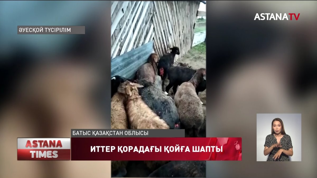 БҚО бұралқы иттер қорадағы қойды талқандаған