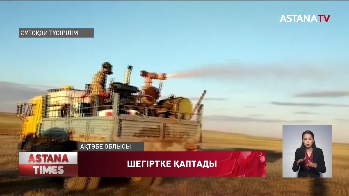 Ақтөбе облысындағы алқапта шегіртке қаптады