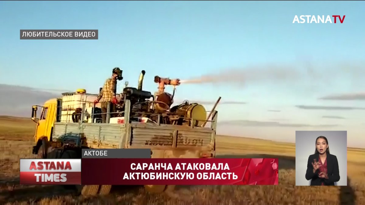 Саранча атаковала три района Актюбинской области