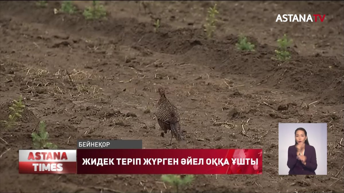 Құс атуға шыққан жігіт абайсызда далада жидек теріп жүрген әйелді атқан