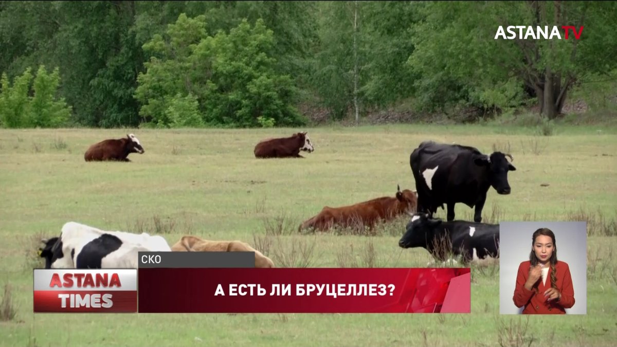 "Прибыльный бруцеллёз": село в СКО закрыли на карантин