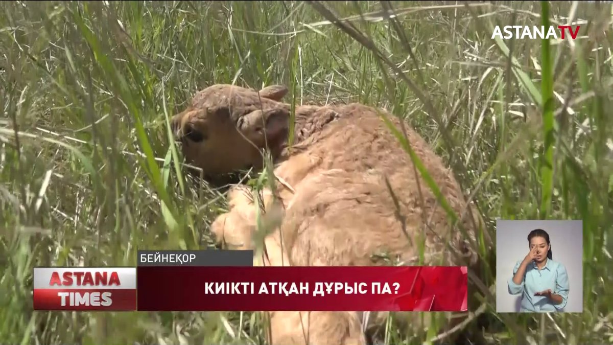 Батыс Қазақстандағы киік санын реттеуге белсенділер қарсы