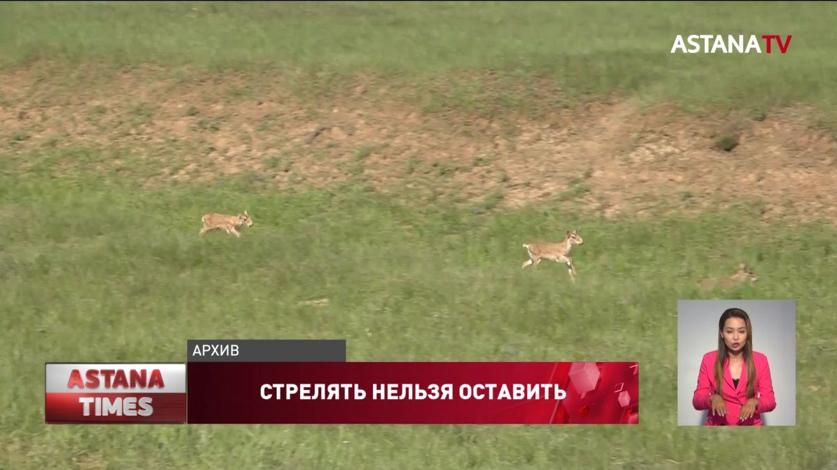 "Популяция восстановлена кровью человека", - экоактивисты о решении отстреливать сайгаков